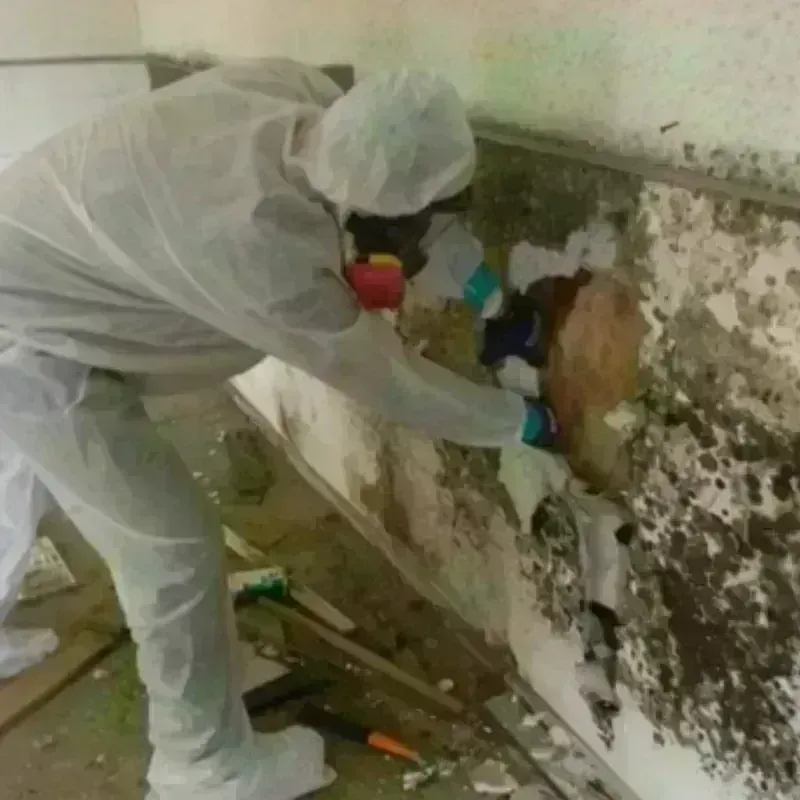 Mold Remediation and Removal in Richgrove, CA